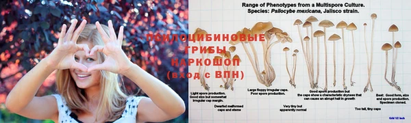 прущие грибы Абаза